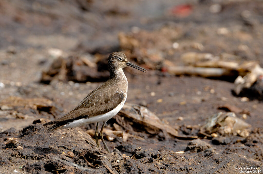 Solitary Sandpiper