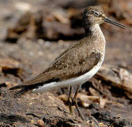 Solitary Sandpiper