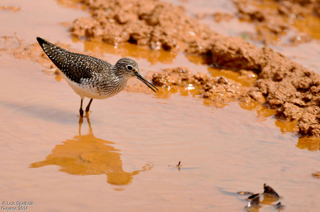 Solitary Sandpiper