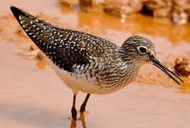 Solitary Sandpiper