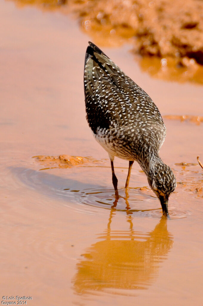 Solitary Sandpiper