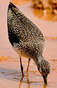 Solitary Sandpiper