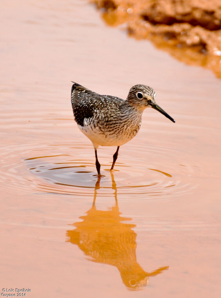 Solitary Sandpiper