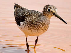 Solitary Sandpiper