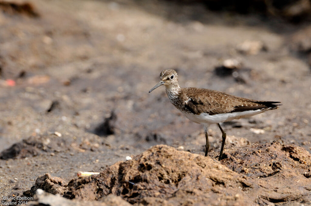 Solitary Sandpiper