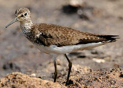 Solitary Sandpiper