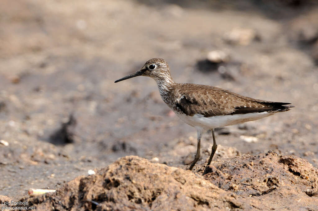 Solitary Sandpiperadult post breeding, identification