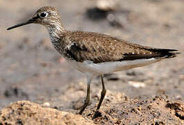 Solitary Sandpiper