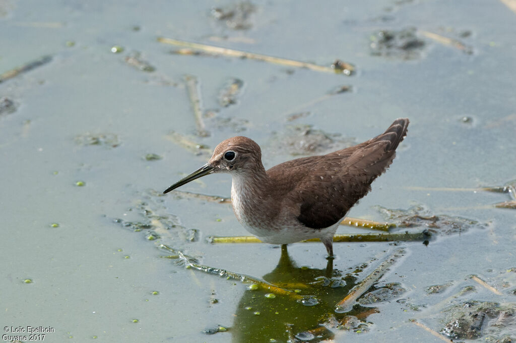 Solitary Sandpiper