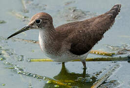 Solitary Sandpiper