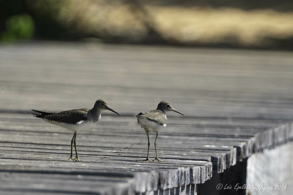 Solitary Sandpiper