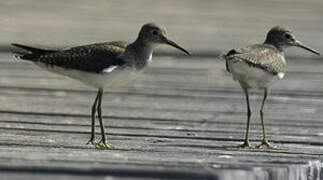 Solitary Sandpiper