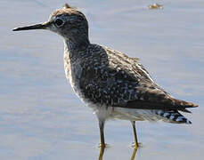 Wood Sandpiper