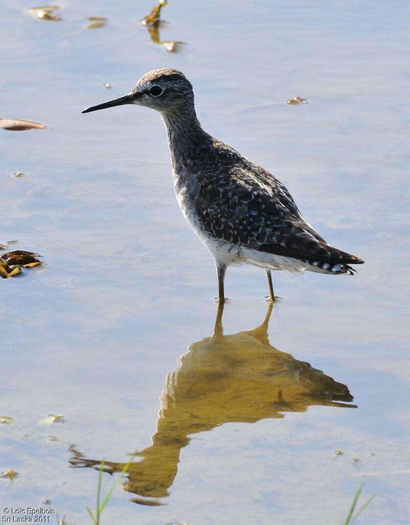 Wood Sandpiper