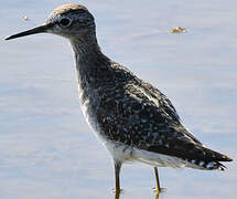 Wood Sandpiper