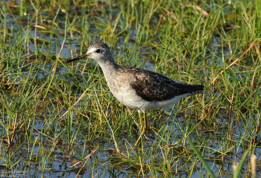 Wood Sandpiper