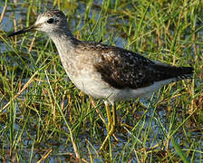 Wood Sandpiper