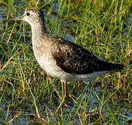 Wood Sandpiper