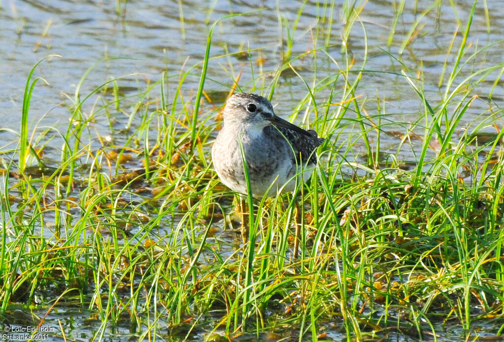 Wood Sandpiper