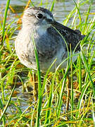 Wood Sandpiper