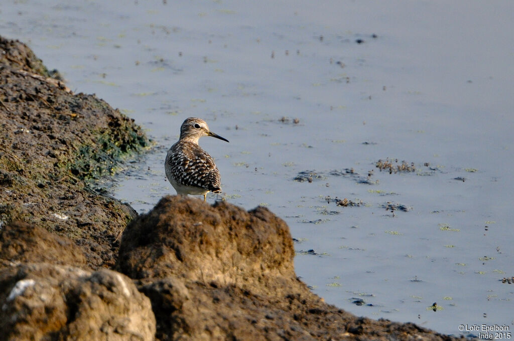 Wood Sandpiper