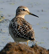 Wood Sandpiper