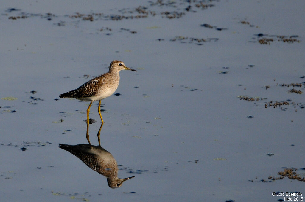 Wood Sandpiper