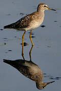 Wood Sandpiper