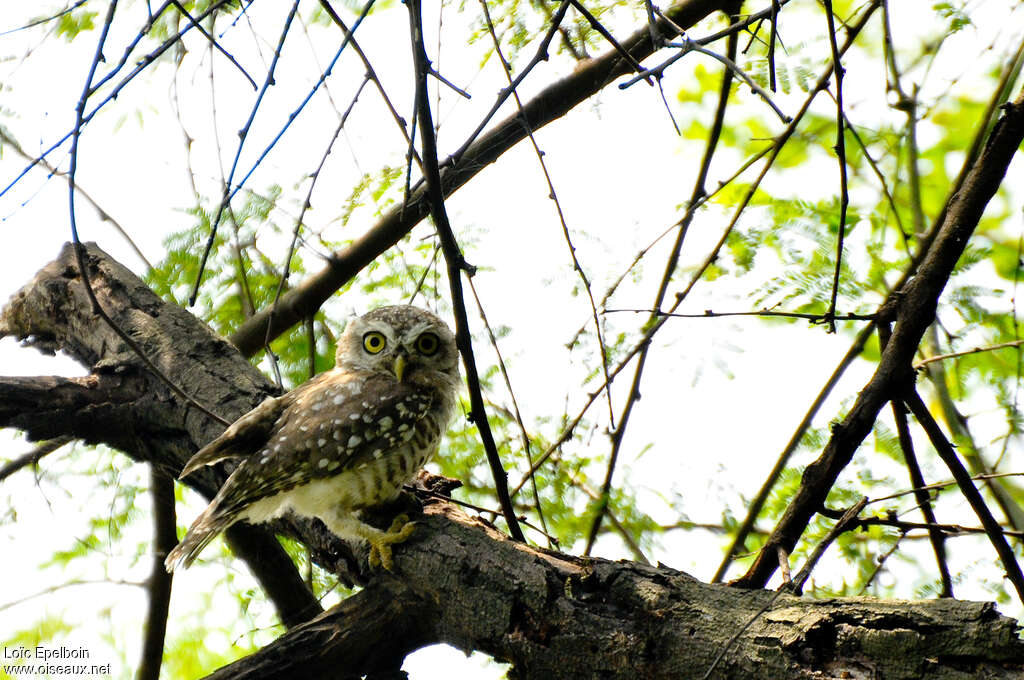 Spotted Owlet, identification