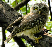 Spotted Owlet