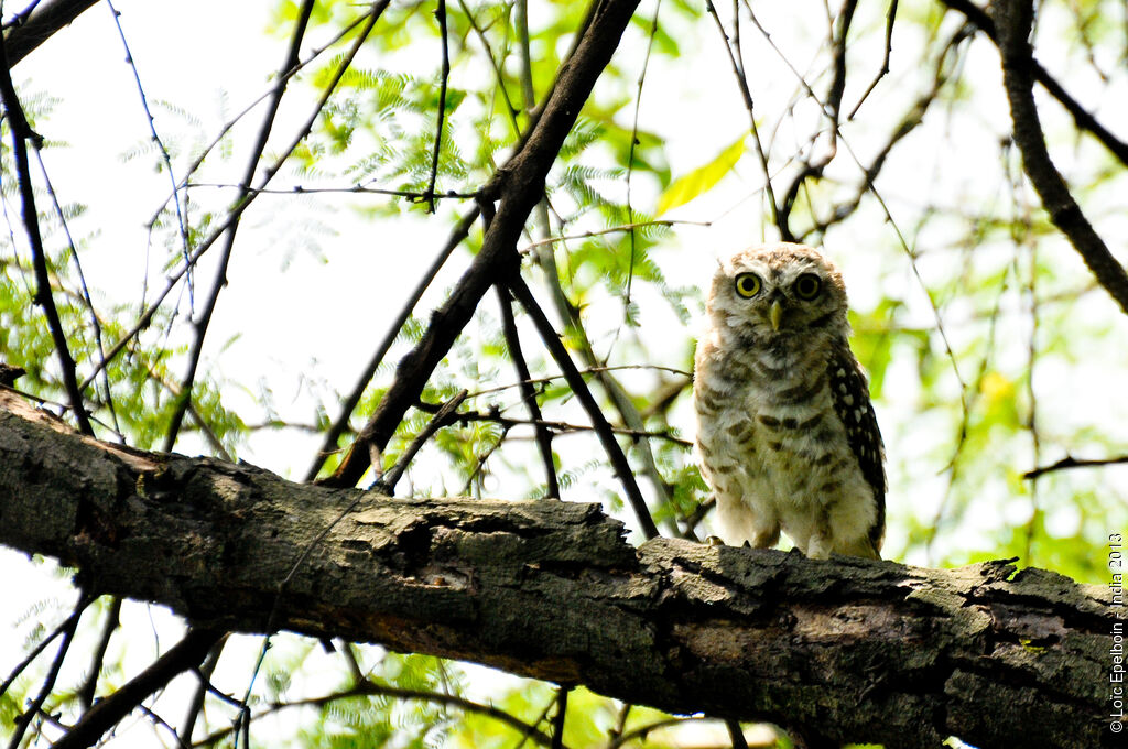 Spotted Owlet