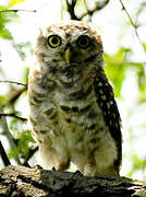 Spotted Owlet