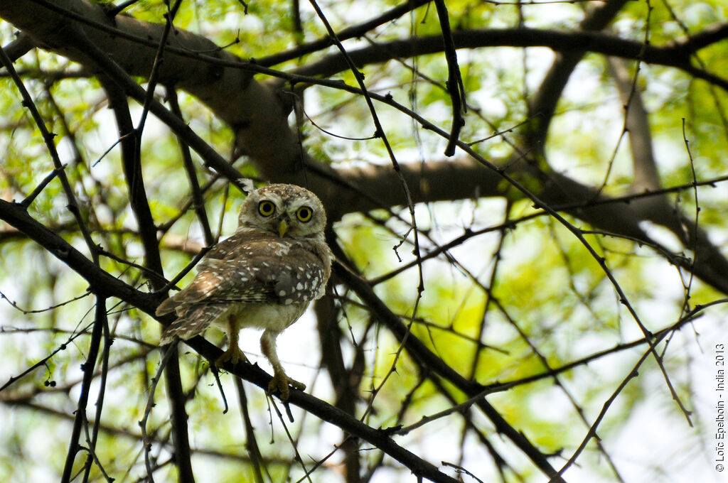 Spotted Owlet