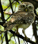 Spotted Owlet