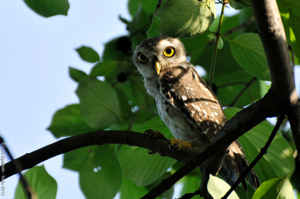 Spotted Owlet