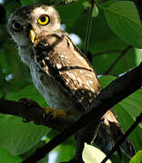 Spotted Owlet