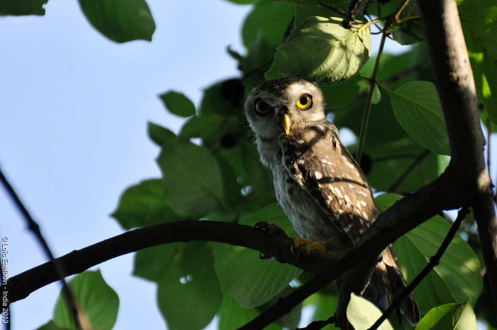 Spotted Owlet