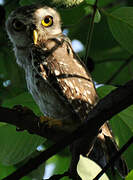 Spotted Owlet