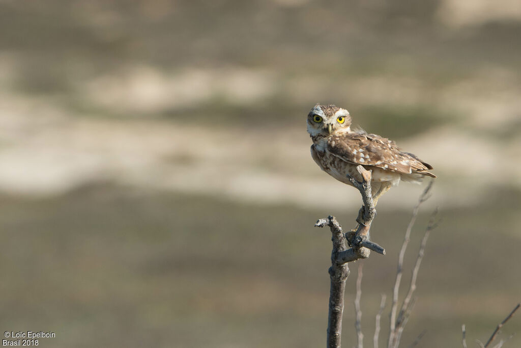 Burrowing Owl