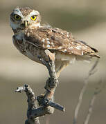 Burrowing Owl