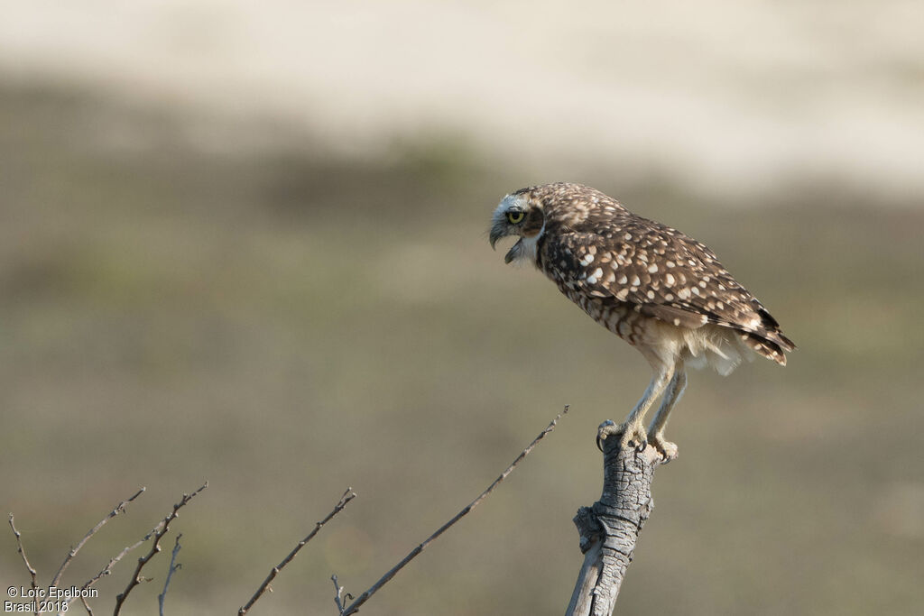 Burrowing Owl