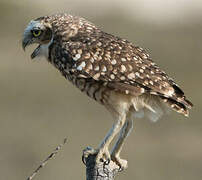 Burrowing Owl