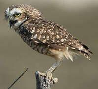 Burrowing Owl