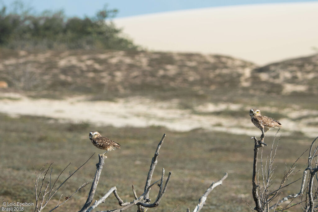 Burrowing Owl