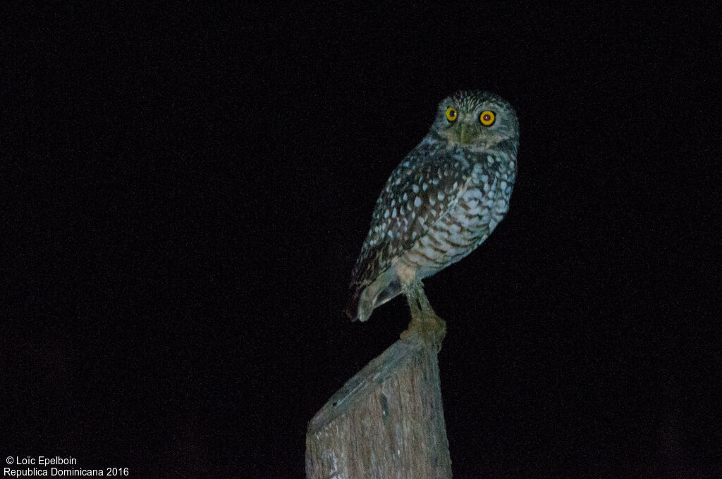 Burrowing Owl