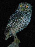 Burrowing Owl