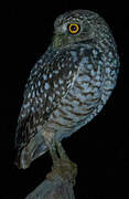 Burrowing Owl