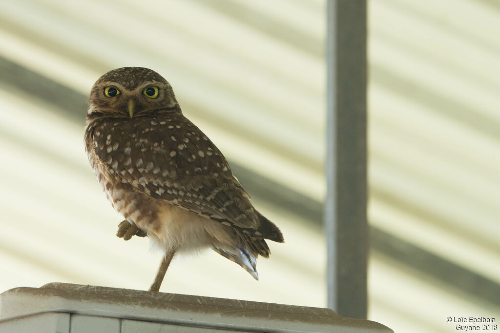 Burrowing Owl