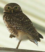 Burrowing Owl