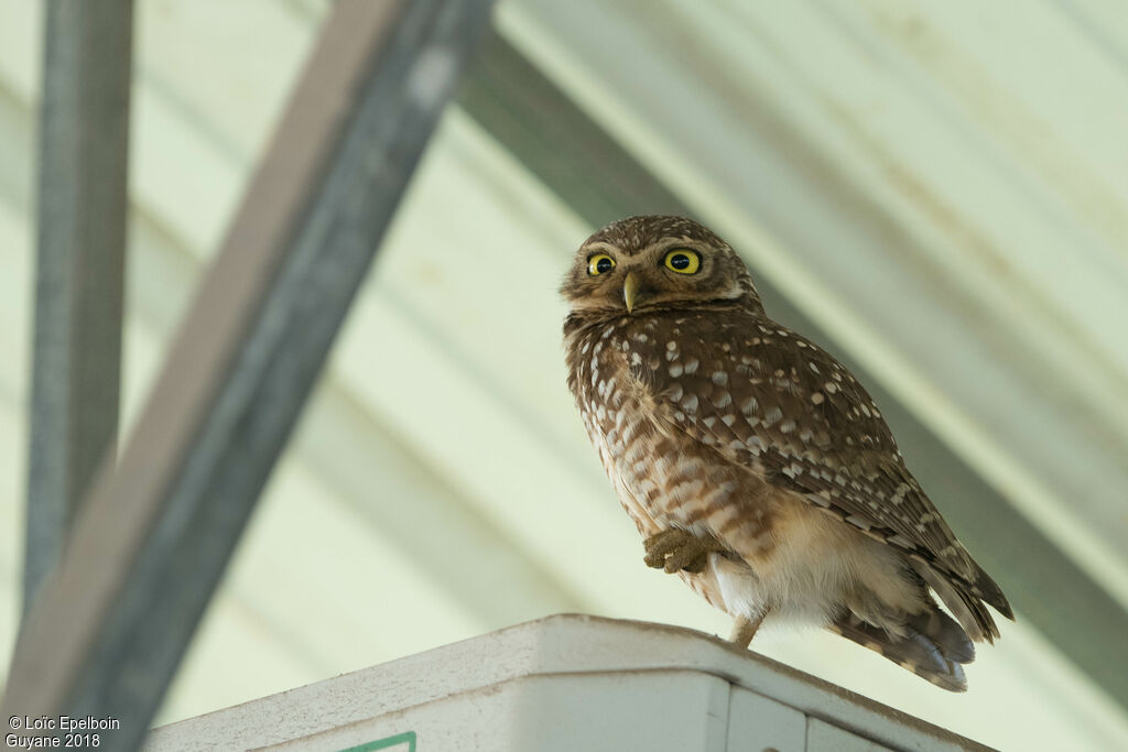 Burrowing Owl